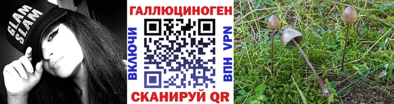как найти   Меленки  Галлюциногенные грибы Psilocybe 